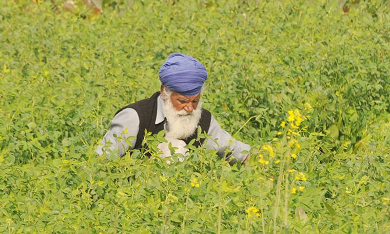 Rising debt, erratic weather widen cracks in Punjab's farm economy
